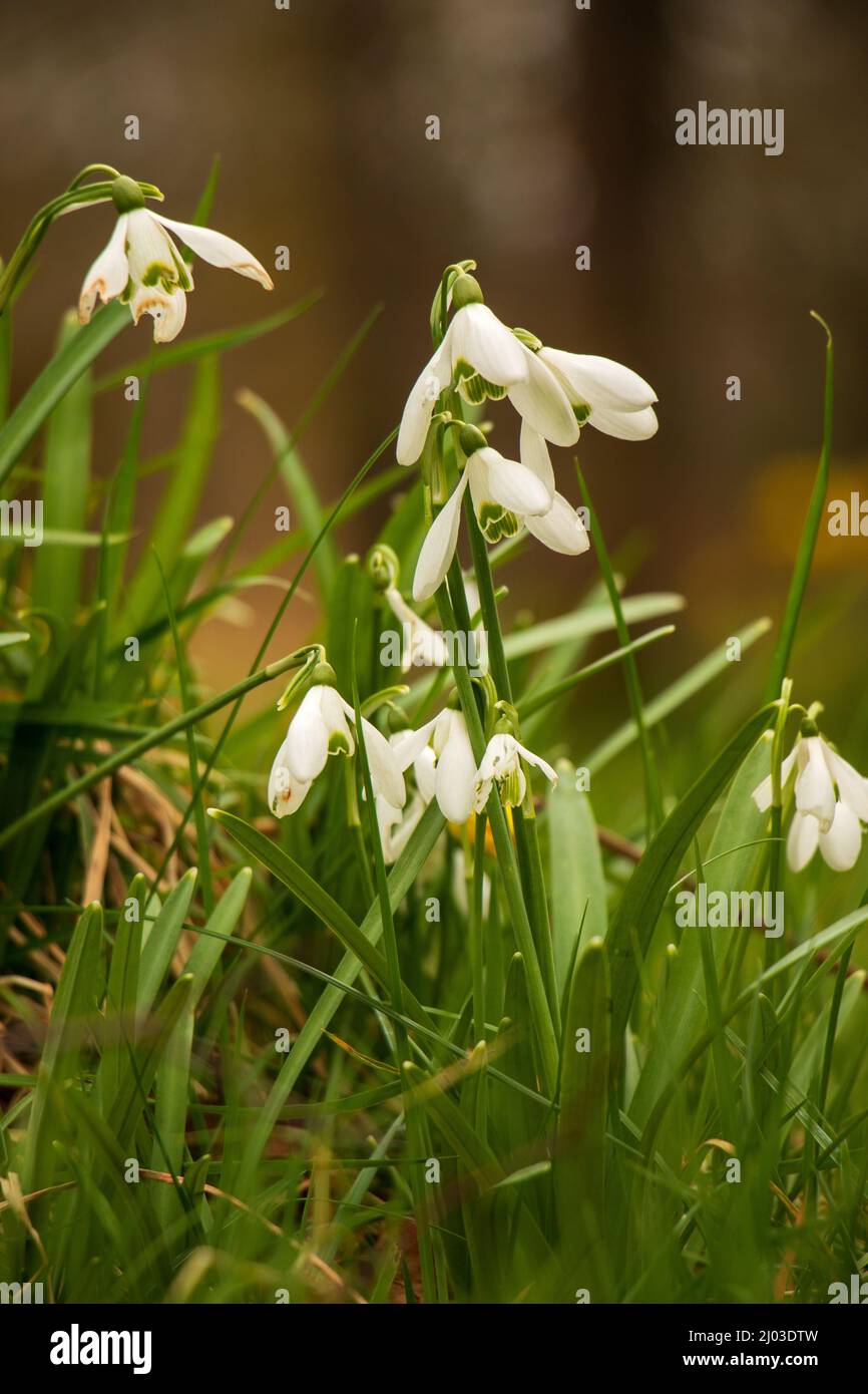 primo piano di bianco gocce di neve piccolo primavera selvaggio fiore Foto Stock