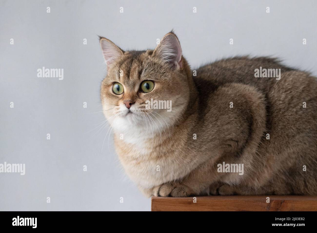 Green - occhio British Shortair Golden Chinchilla NY25 Foto Stock