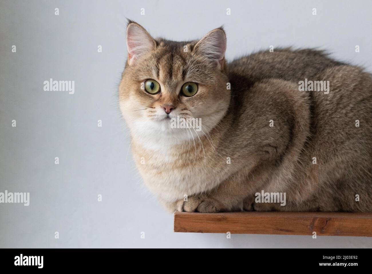 Green - occhio British Shortair Golden Chinchilla NY25 Foto Stock