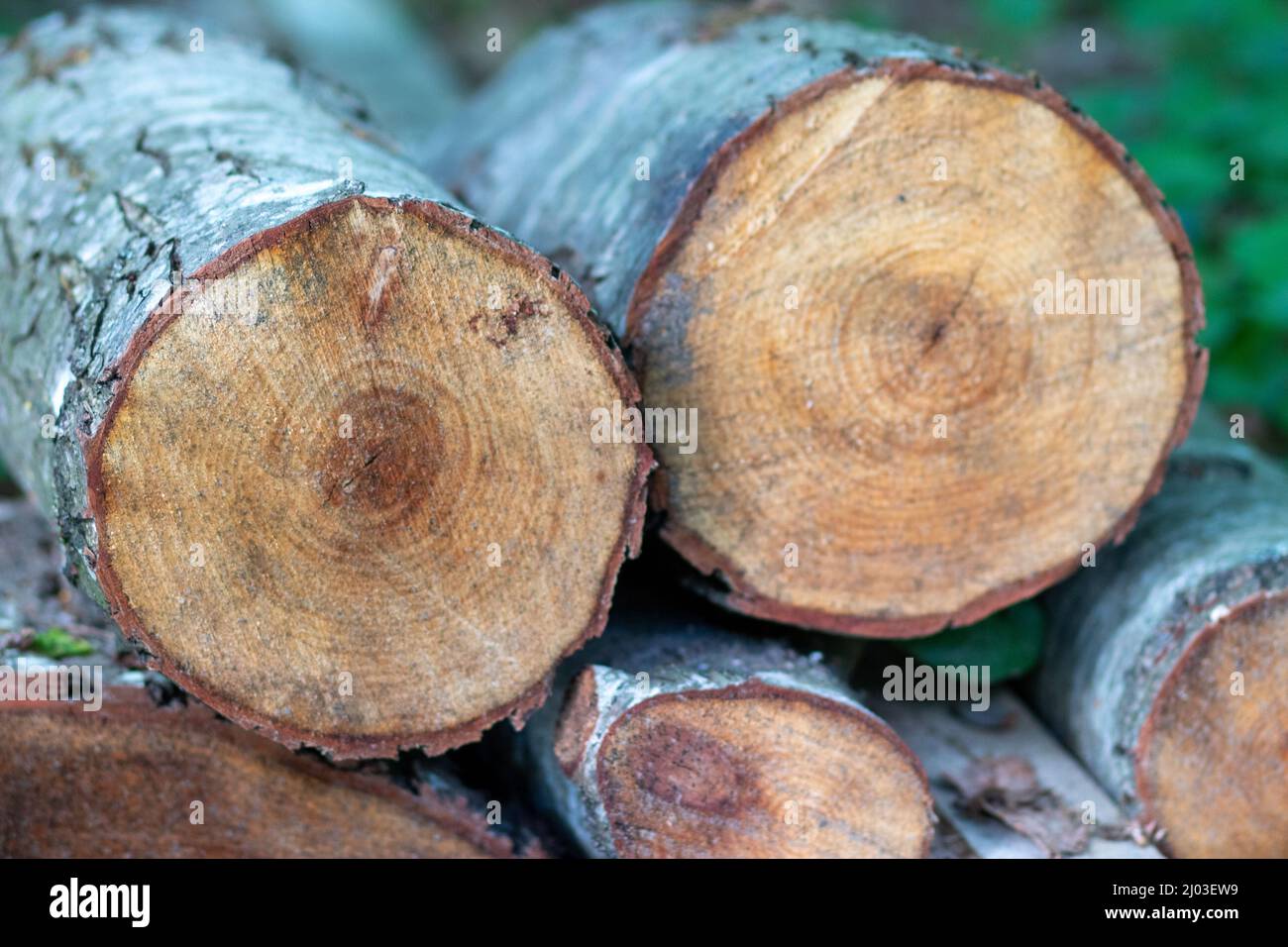 Tronchi di legno sgranato di pini giacciono sul terreno nella foresta. La parte interna del tronco dell'albero con anelli annuali primo piano Foto Stock