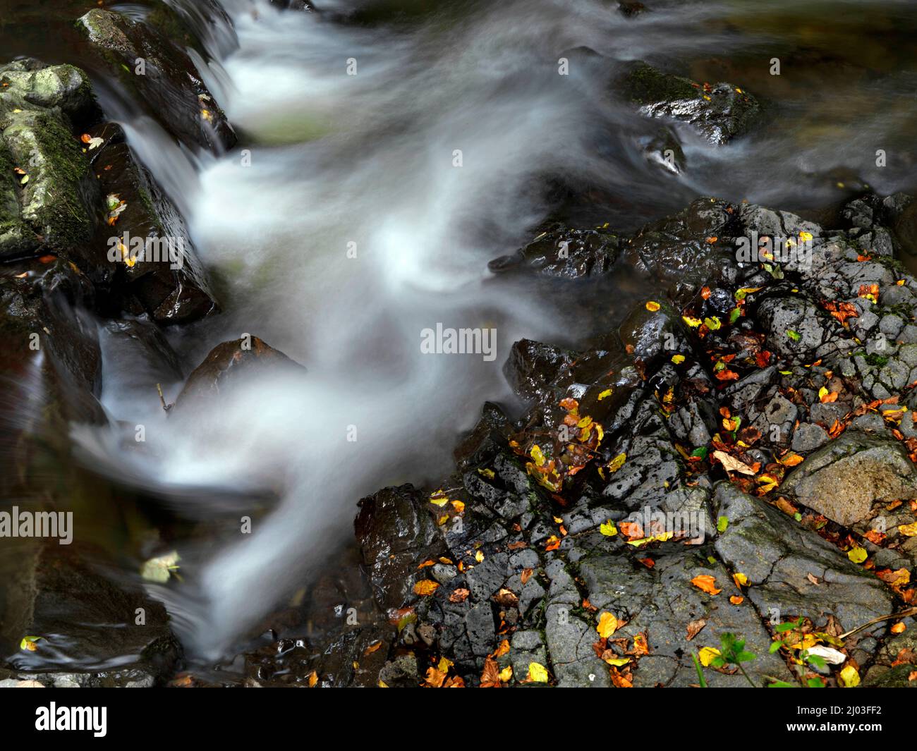 L'autunno parte a fianco di un ruscello di montagna, Glenareff, County Antrim, Irlanda del Nord Foto Stock