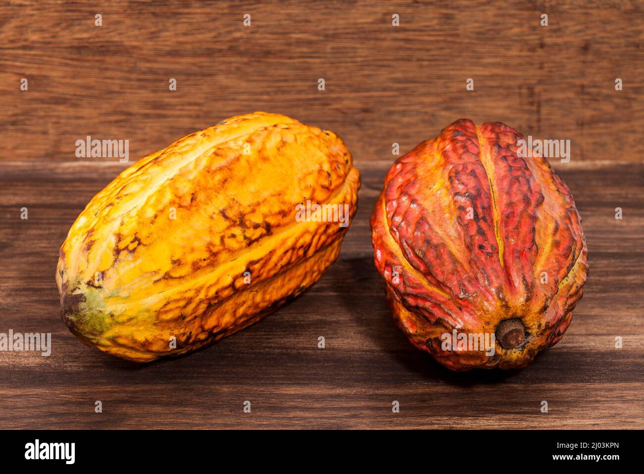 Theobroma cacao - frutto biologico del cacao; Foto su sfondo di legno Foto Stock