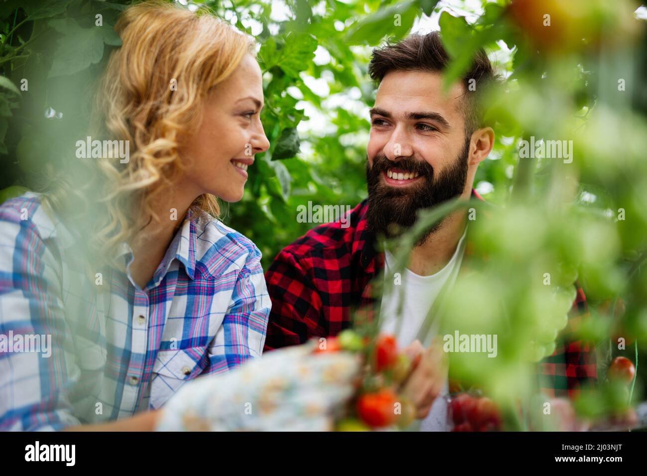 Il team amichevole raccoglie verdure fresche dal giardino serra sul tetto Foto Stock