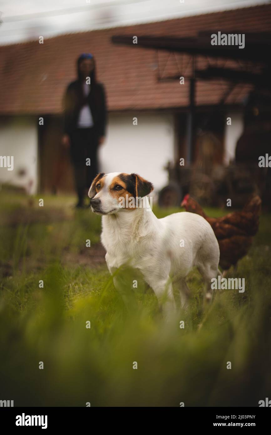 La protezione Jack Russell Terrier con un'espressione calma e affettuosa si trova nel mezzo della strada in una fattoria e guarda su tutti gli animali. H Foto Stock