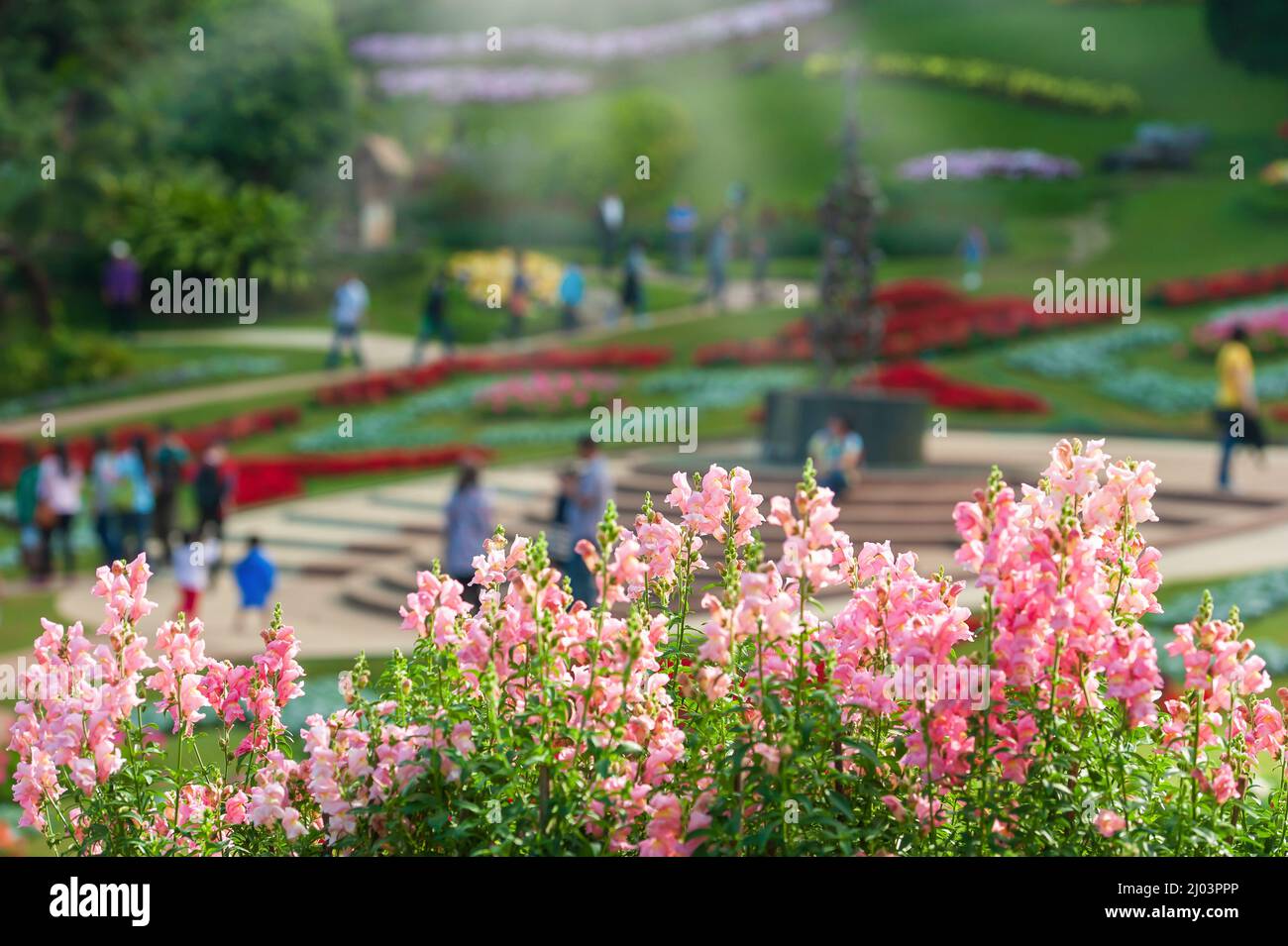 Fiori tropicali in fiore nel giardino botanico di Doi Tung in una mattinata d'inverno, una folla di turisti sfocano sullo sfondo. Chiang Rai, Tailandia. Foto Stock