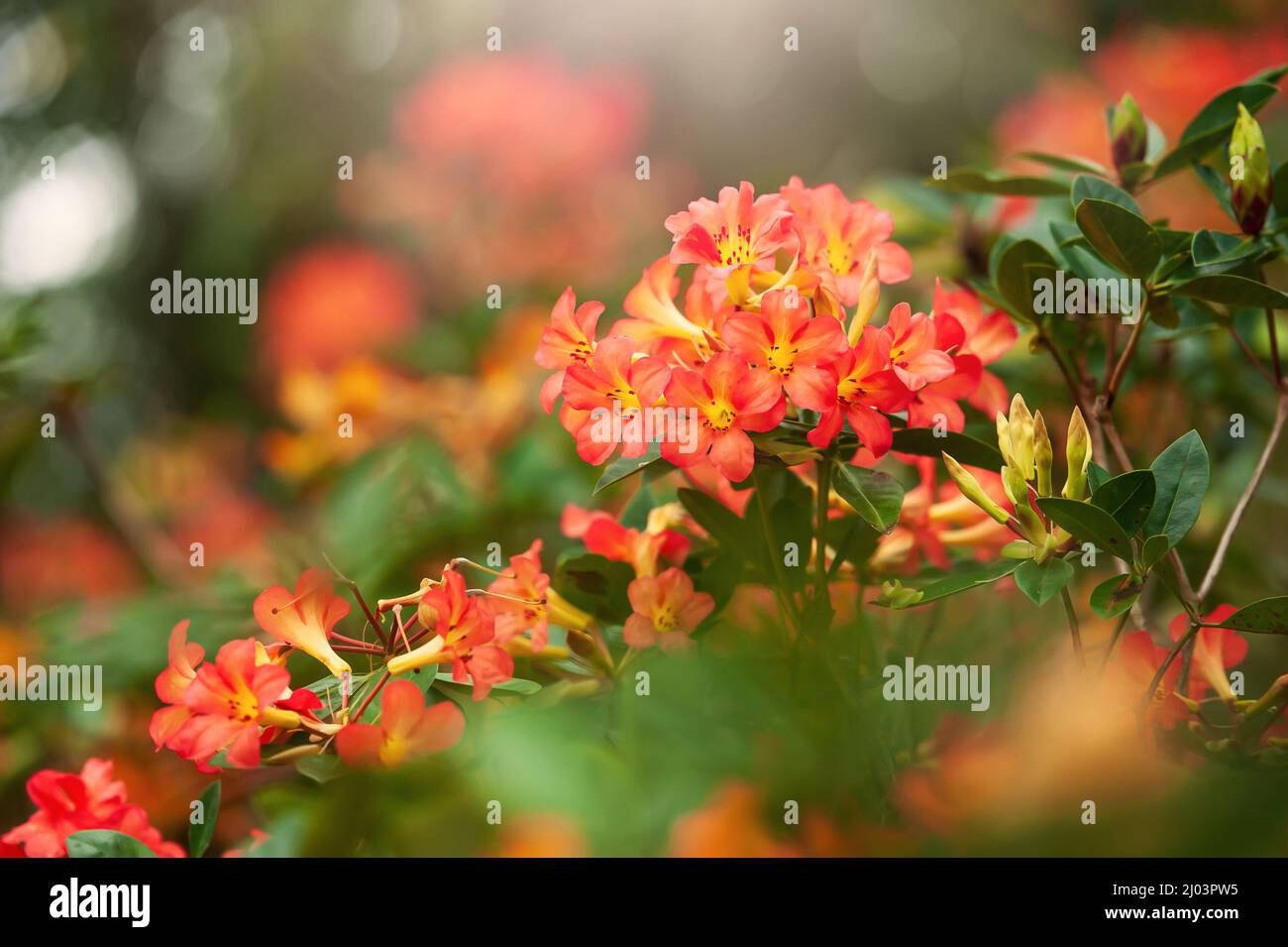 Fiori di rodendro arancio in fiore in un giardino botanico in una mattinata estiva, alberi verdi sfocano sullo sfondo. Foto Stock