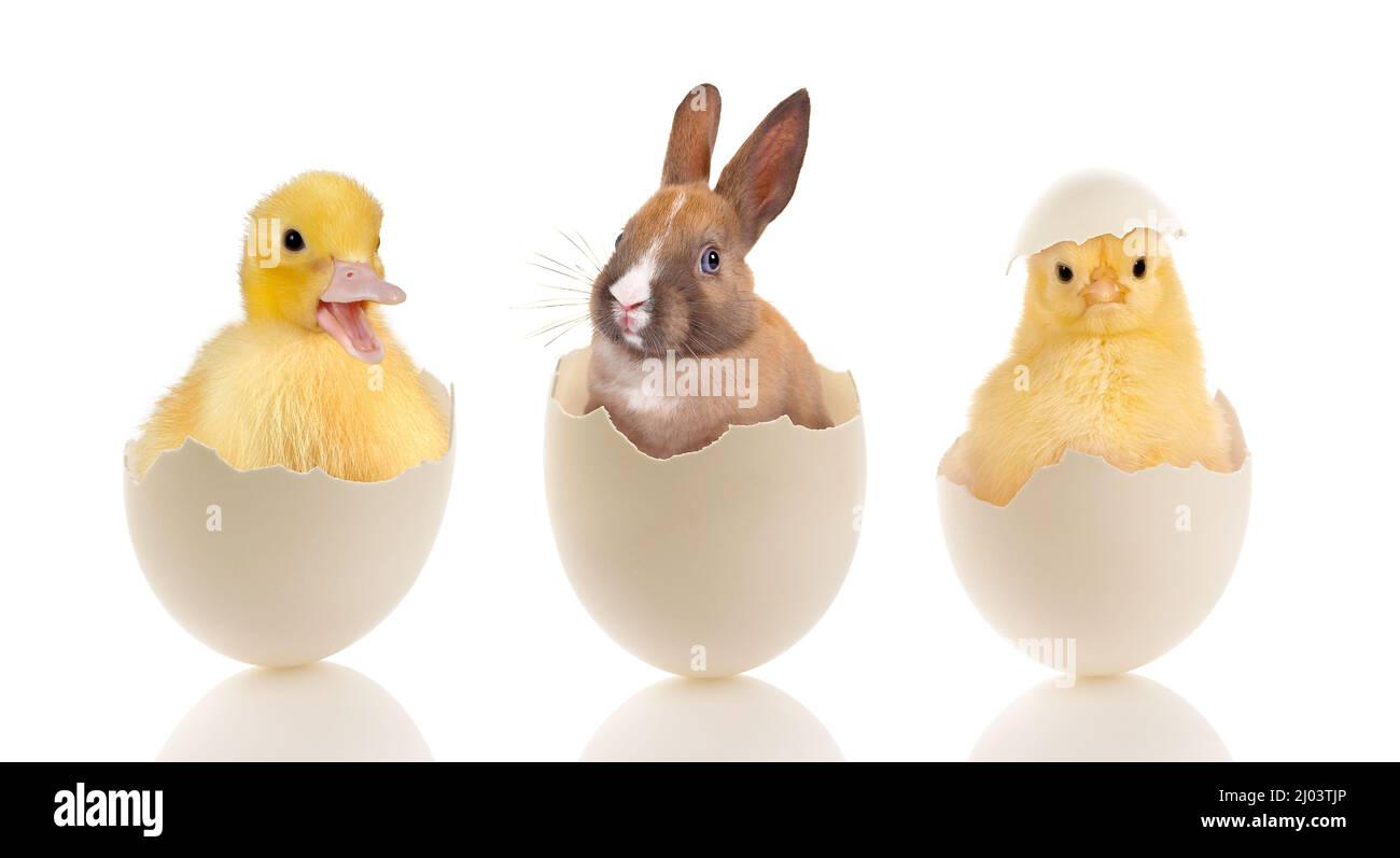 Immagine di Pasqua di un pulcino divertente bambino seduto in un uovo rotto Foto Stock