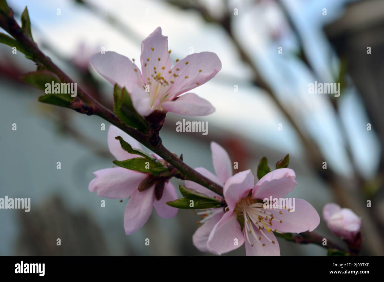 Bel tempo primaverile, fiori di ramoscello di pesca rosa con piccole e giovani foglie verdi. Foto Stock