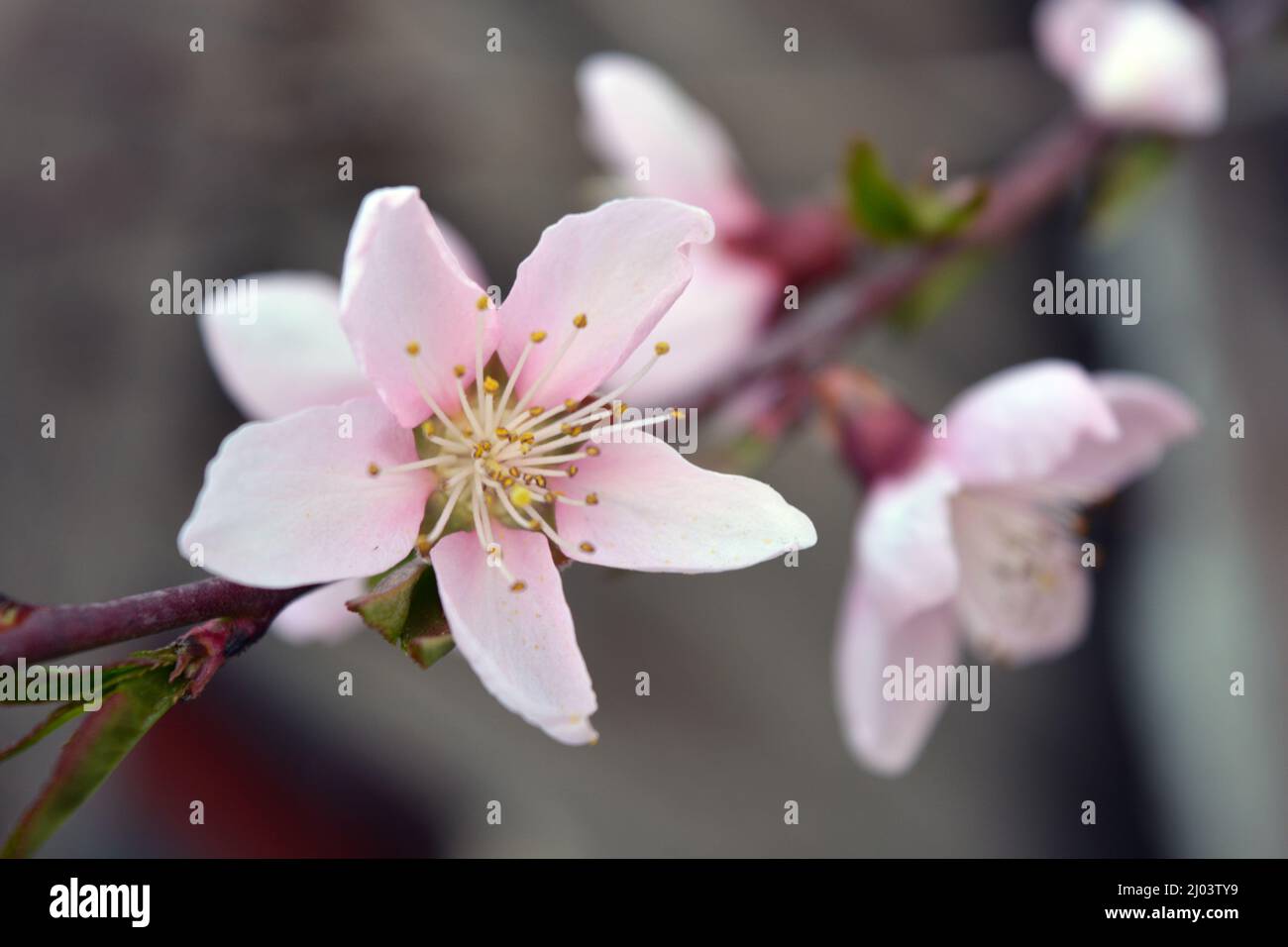 Bel tempo primaverile, fiori di ramoscello di pesca rosa con piccole e giovani foglie verdi. Foto Stock