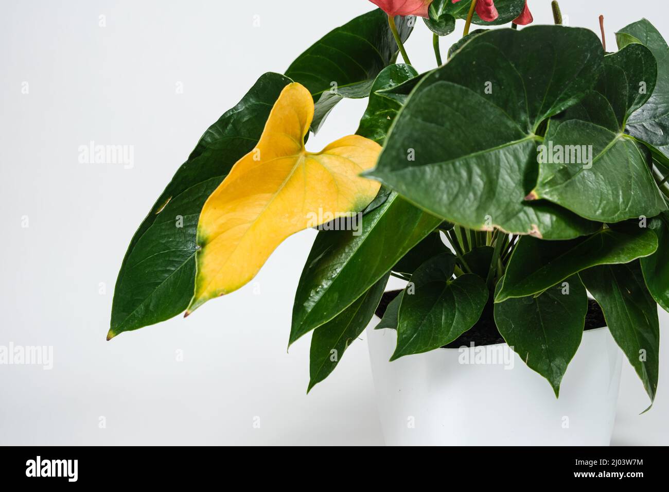 Foglia gialla della pianta domestica di anthurium su sfondo bianco. Malattie di pianta. Foto Stock