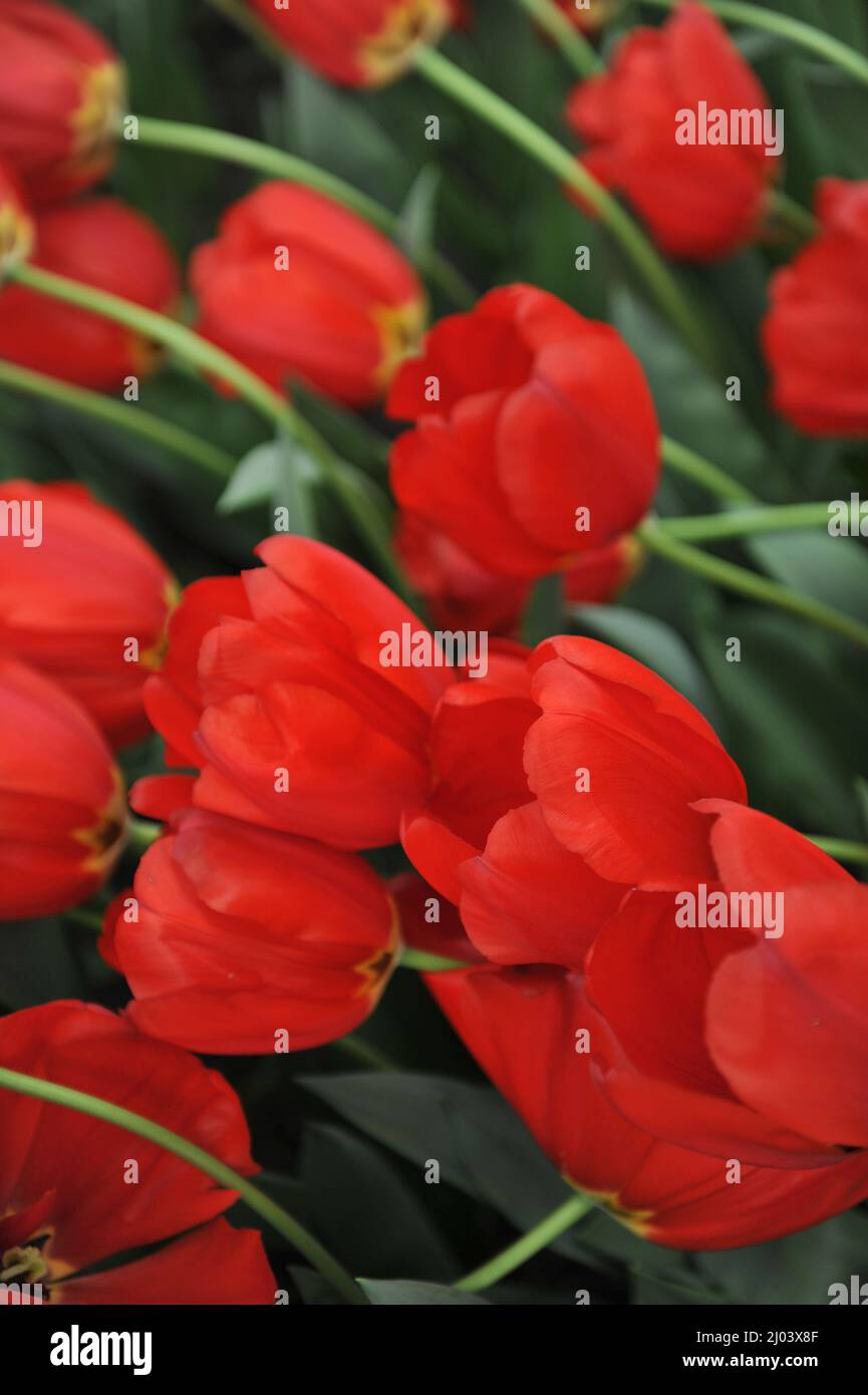 Tulipani ibridi Darwin (Tulipa) la memoria di Lefeber fiorisce in un giardino nel mese di aprile Foto Stock