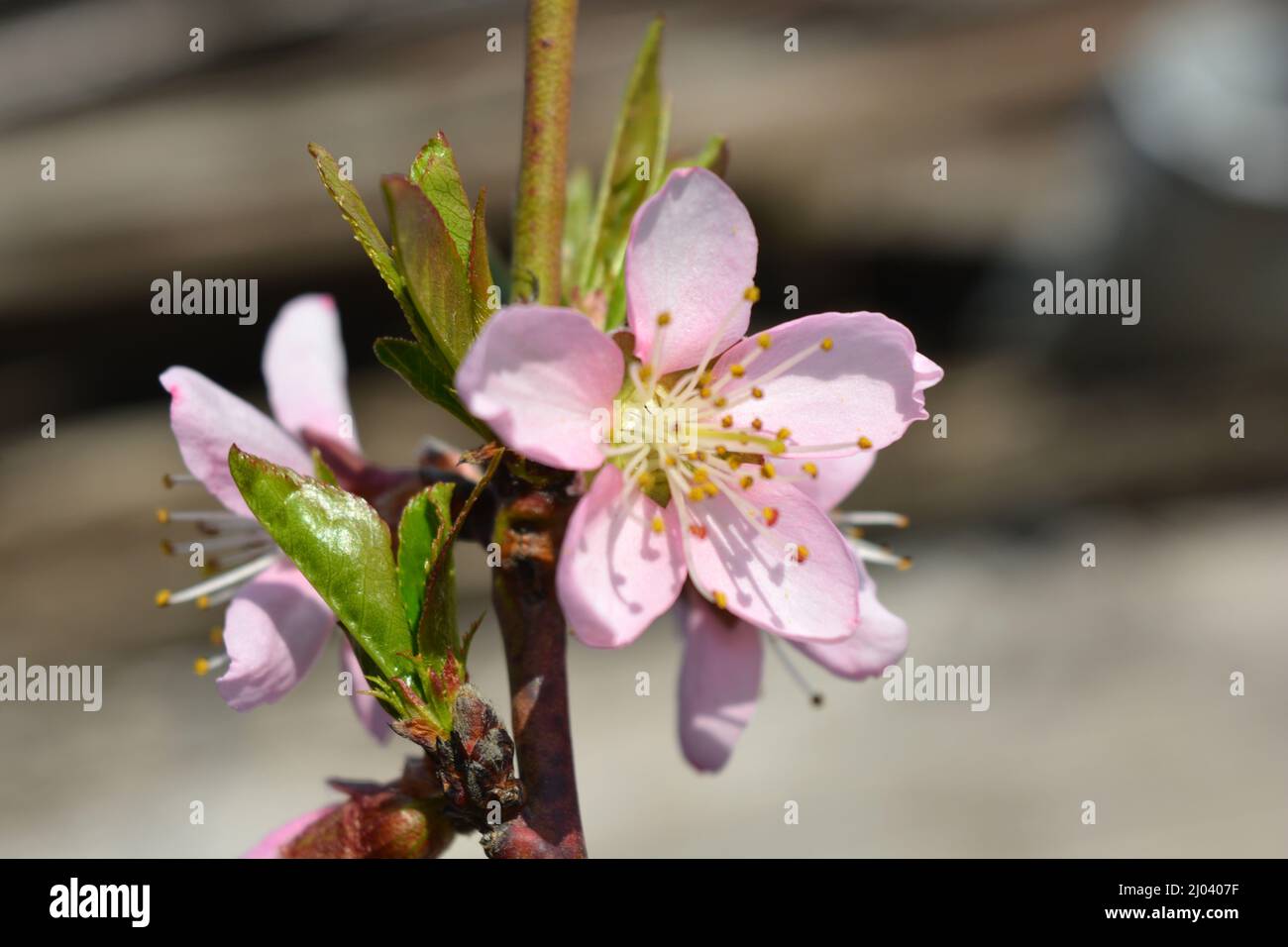 Bel tempo primaverile, fiori di ramoscello di pesca rosa con piccole e giovani foglie verdi. Foto Stock