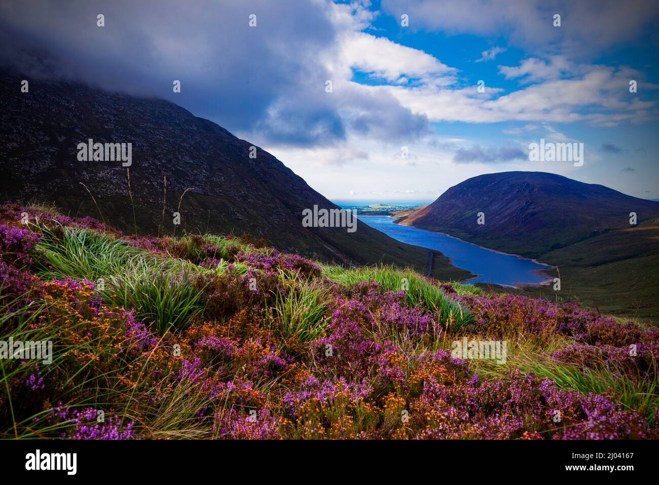 Wild Heather alla Silent Valley, Mourne Mountains, County Down, Irlanda del Nord Foto Stock