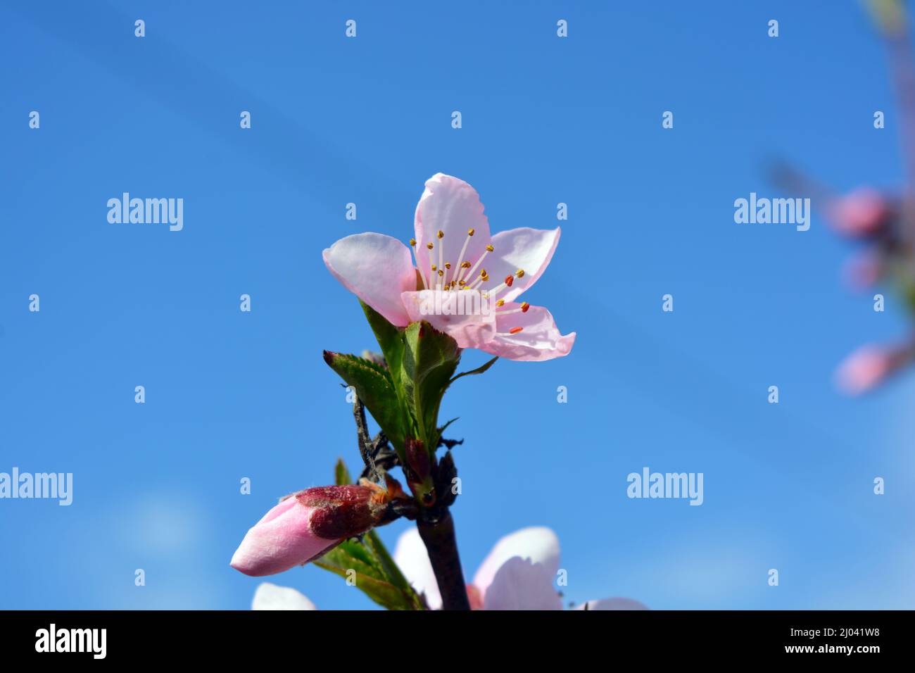 Bel tempo primaverile con cieli azzurri. Fiori rosa fioriti di rami di pesca con piccole foglie verdi. Foto Stock