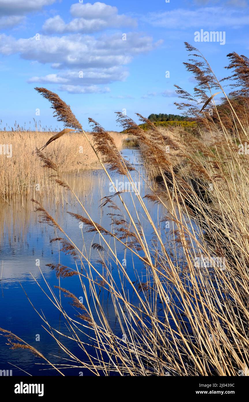 reedbeds a cley-next-the-sea, norfolk nord, inghilterra Foto Stock