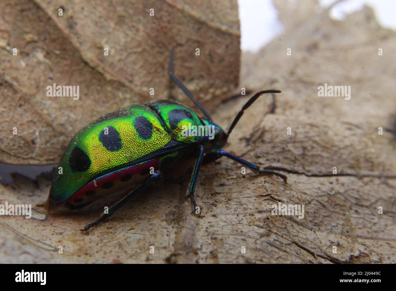 Scutelleridae è una famiglia di insetti. Sono comunemente noti come insetti gioiello o insetti di scudo metallico a causa della loro colorazione spesso brillante. Foto Stock