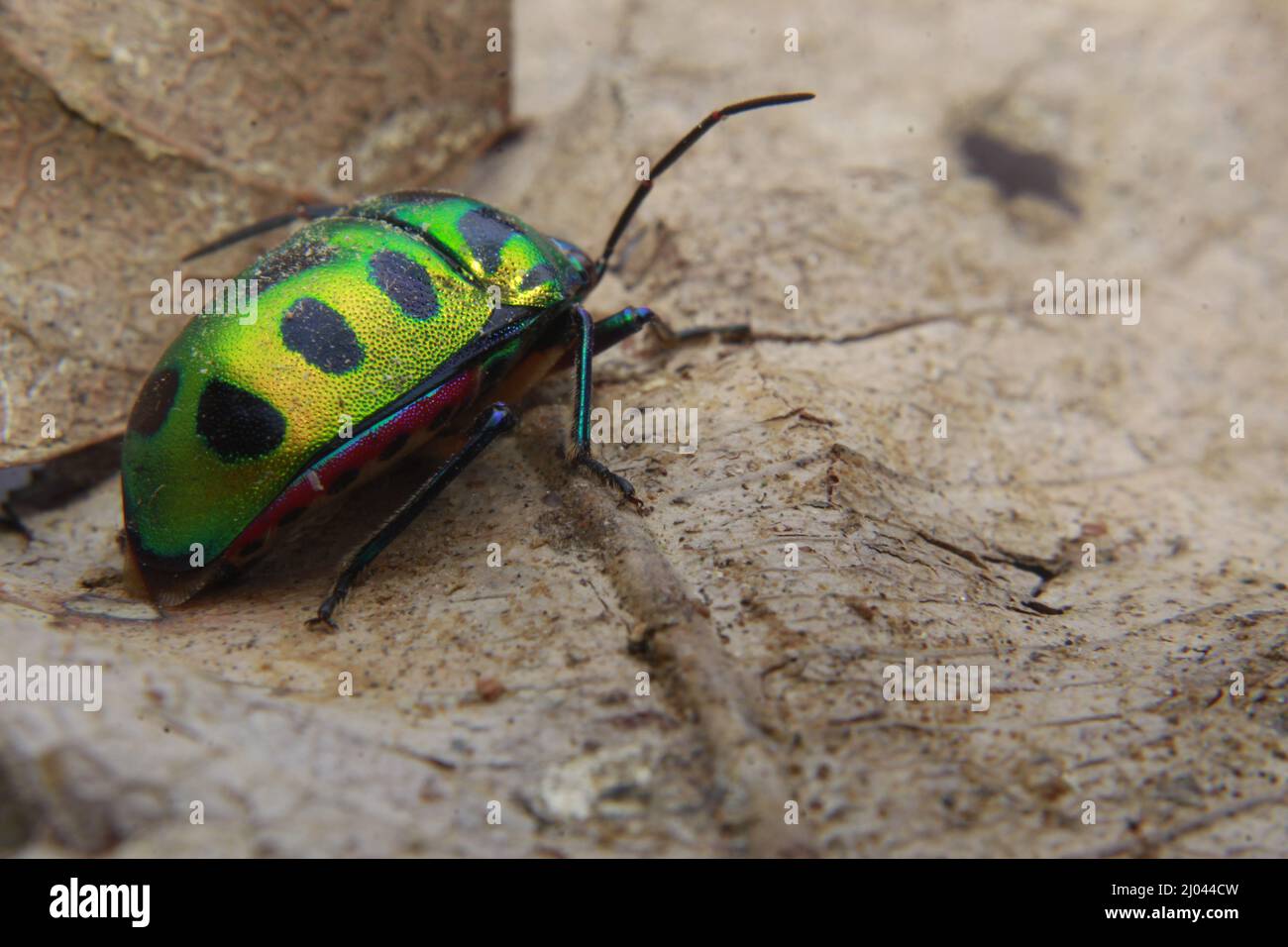 Scutelleridae è una famiglia di insetti. Sono comunemente noti come insetti gioiello o insetti di scudo metallico a causa della loro colorazione spesso brillante. Foto Stock