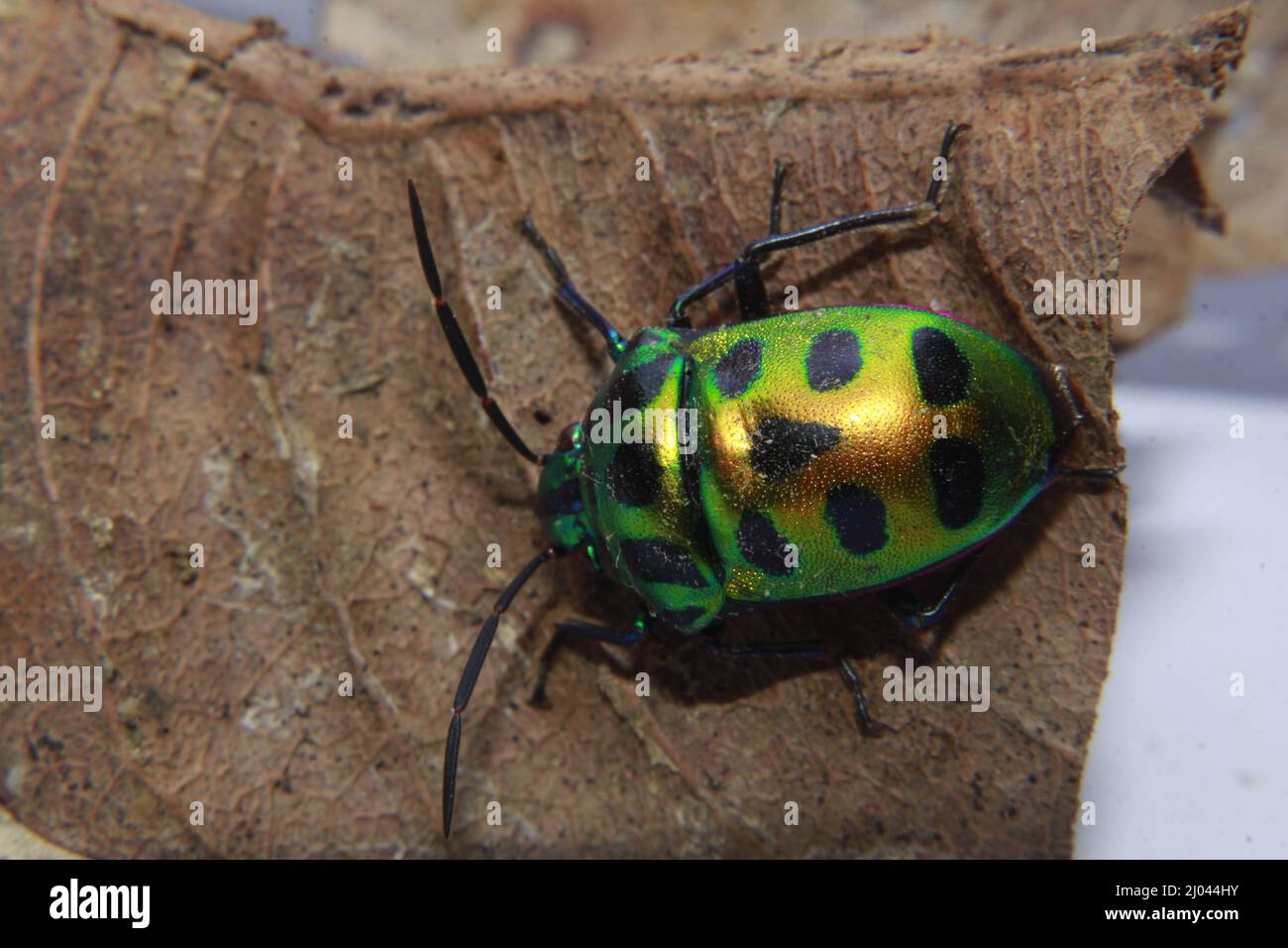 Scutelleridae è una famiglia di insetti. Sono comunemente noti come insetti  gioiello o insetti di scudo metallico a causa della loro colorazione spesso  brillante Foto stock - Alamy