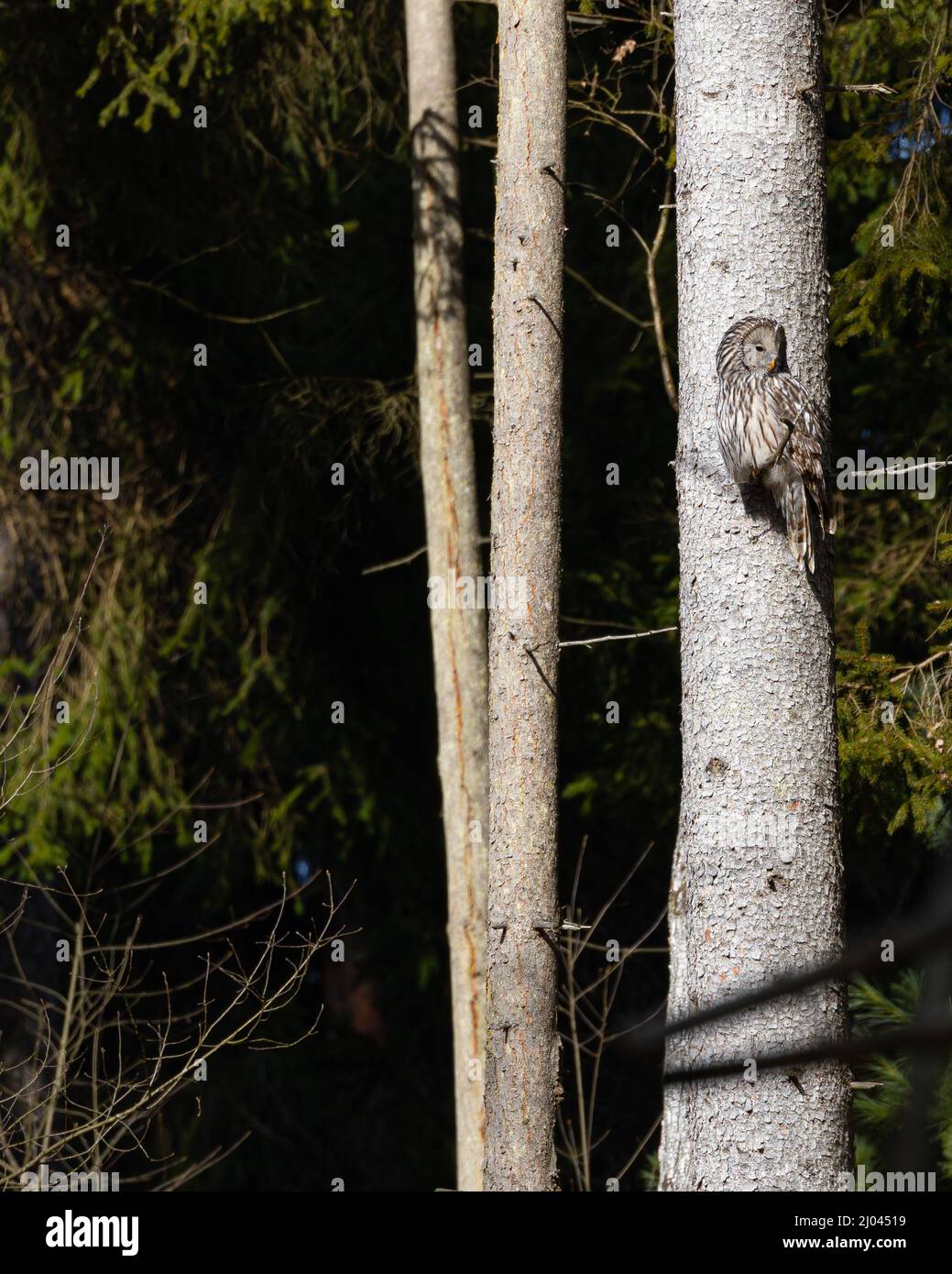Uccelli selvatici rari: Gufo uralensis singolo ( Strix uralensis ) seduto in un albero wachting per preda Foto Stock