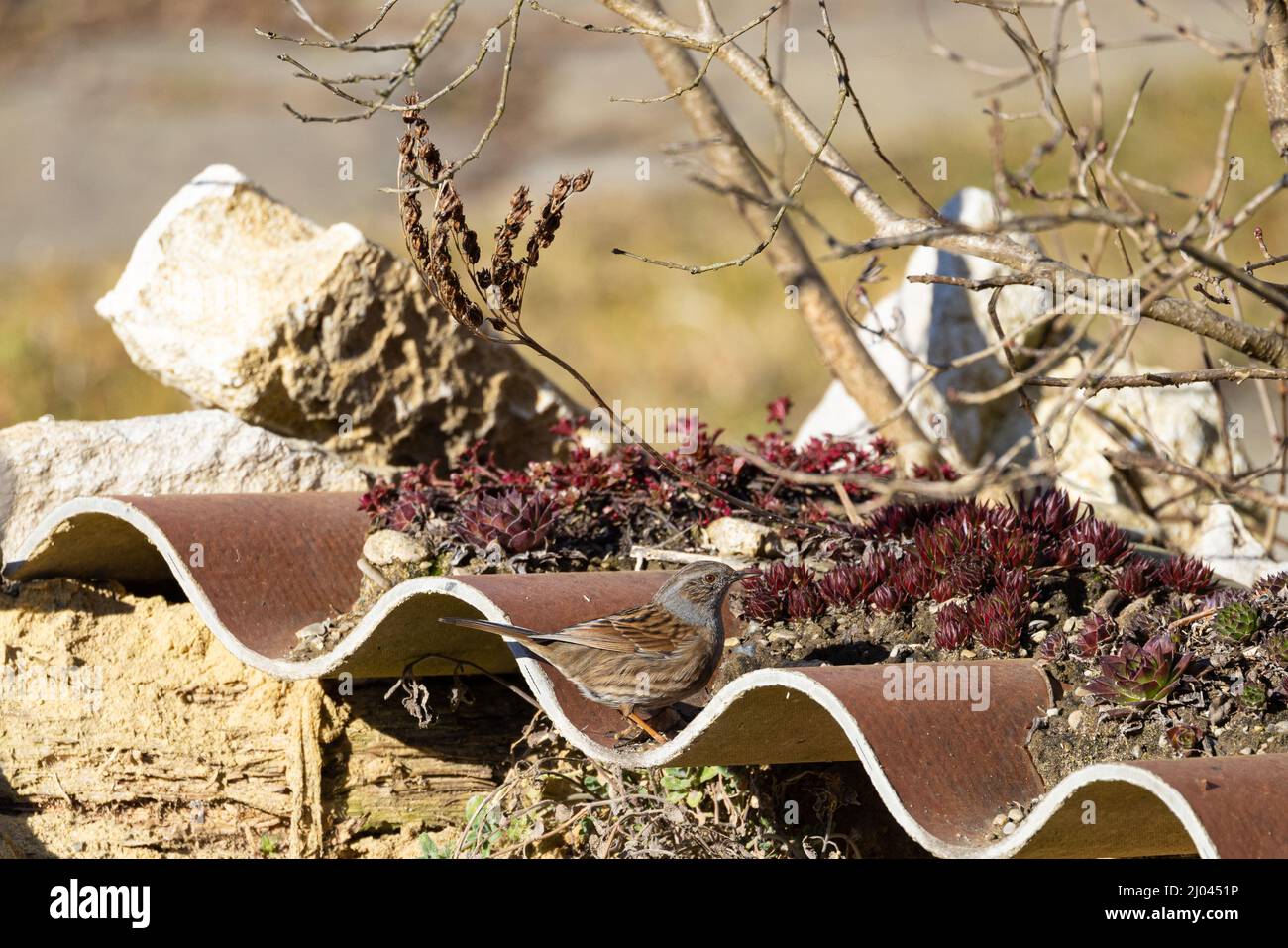 Uccelli selvatici: dunnock ( Prunella modularis ) seduto su un giardino pensile piantato Foto Stock