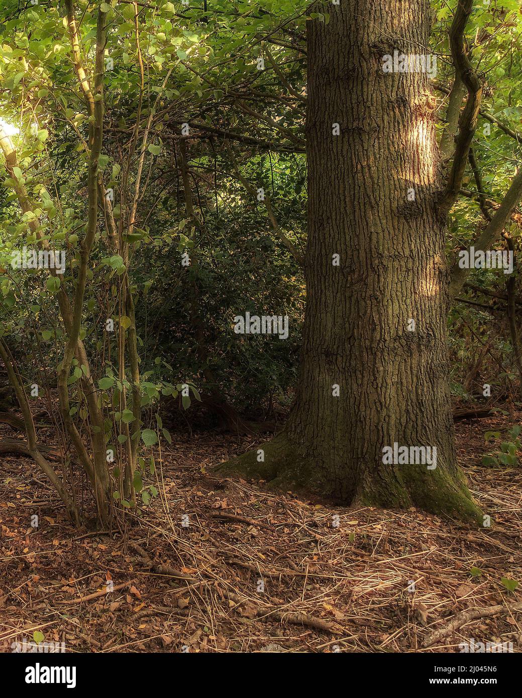 Inglese Woodland Estate/inizio autunno Foto Stock