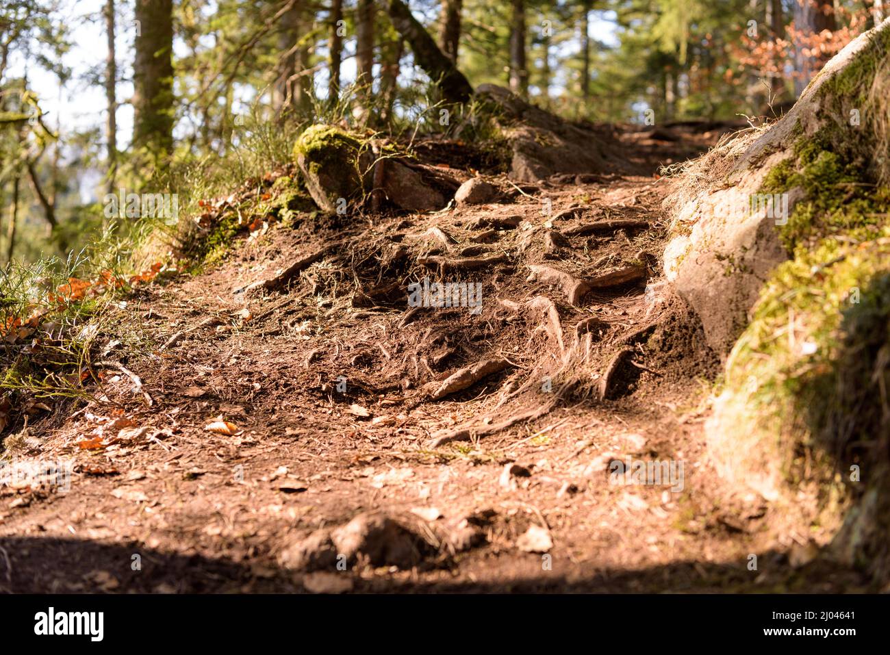 Lavoro di radice sul sentiero terra nella foresta Foto Stock