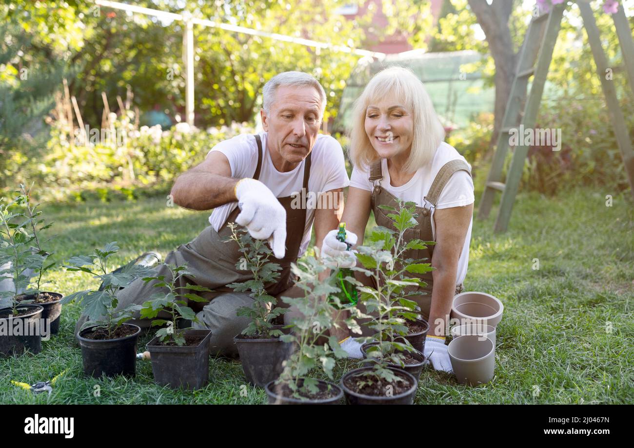 Felice coppia senior potting piante in giardino in primavera, seduta sul cortile e prendersi cura dei fiori Foto Stock