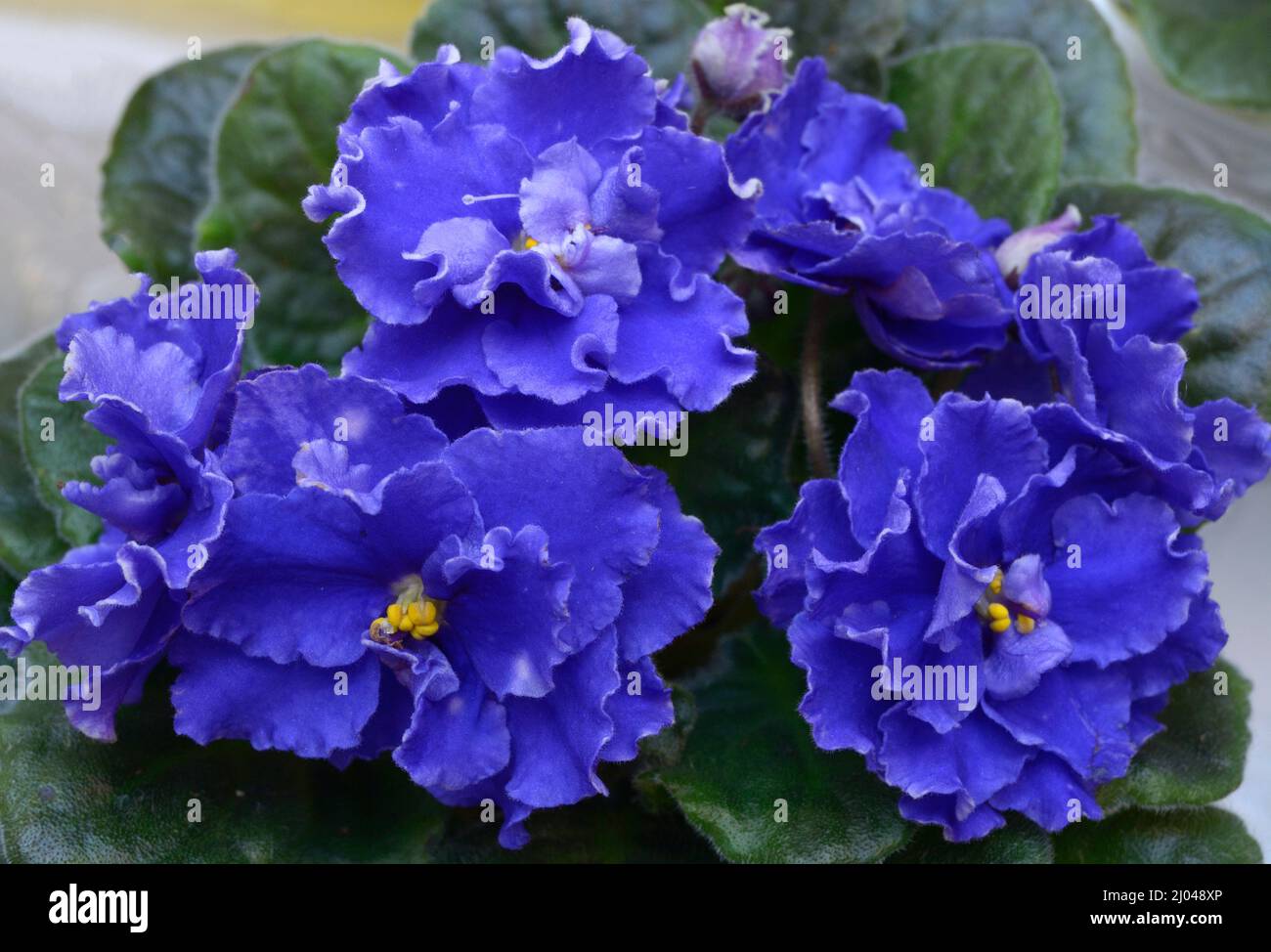 Primo piano dei violetti blu sbocciano su uno sfondo sfocato. Foto Stock