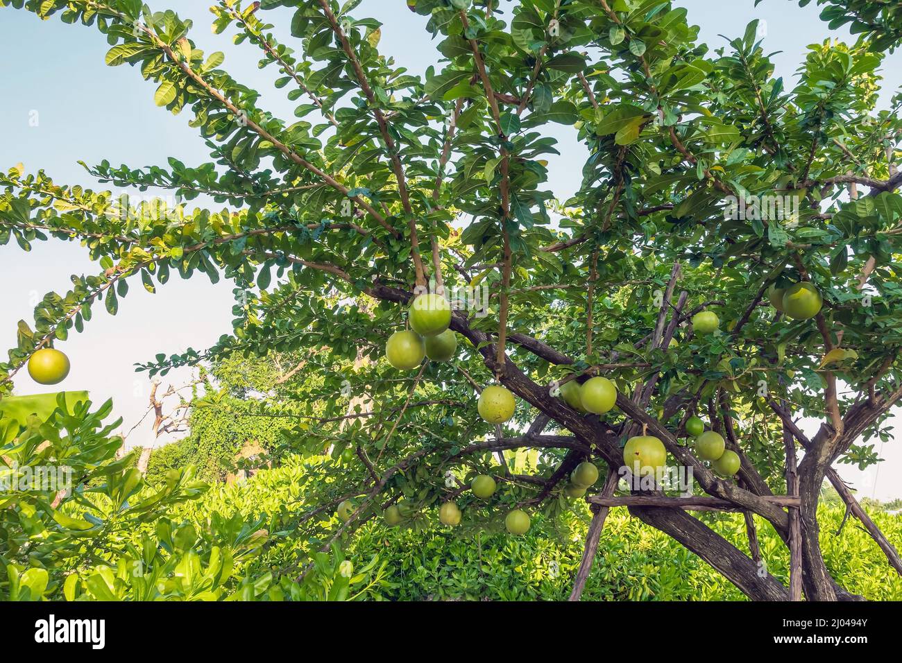 Cerbera Odollam o frutti suicidi su albero è un erbe thailandesi con proprietà è Peel usato per lassativo, trattamento di fiori di emorroidi. Pong pong, suico indiano Foto Stock