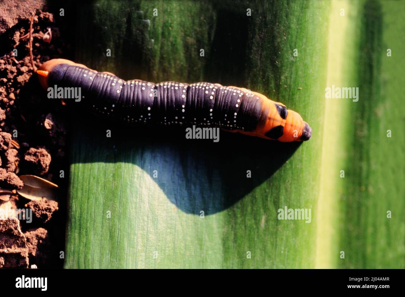 India Asia Nov 01 2015 immagine di Spot Swordtail bruco morph marrone (Graphium nomius) su foglie verdi su sfondo naturale. Insetto. Animale Foto Stock
