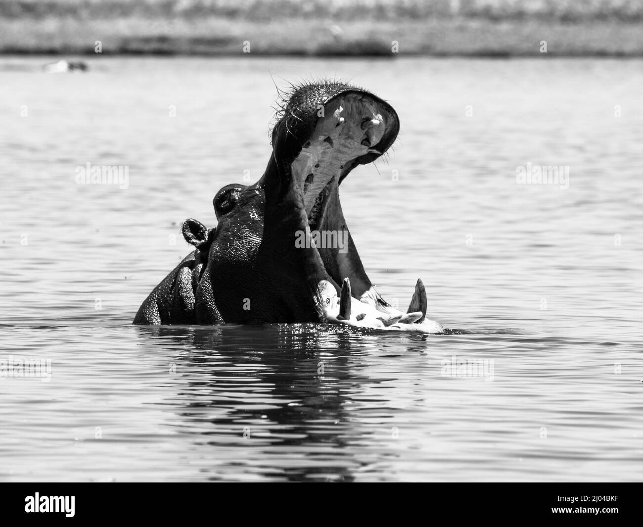 Grande ippopotamo con ampia bocca aperta nel fiume Foto Stock