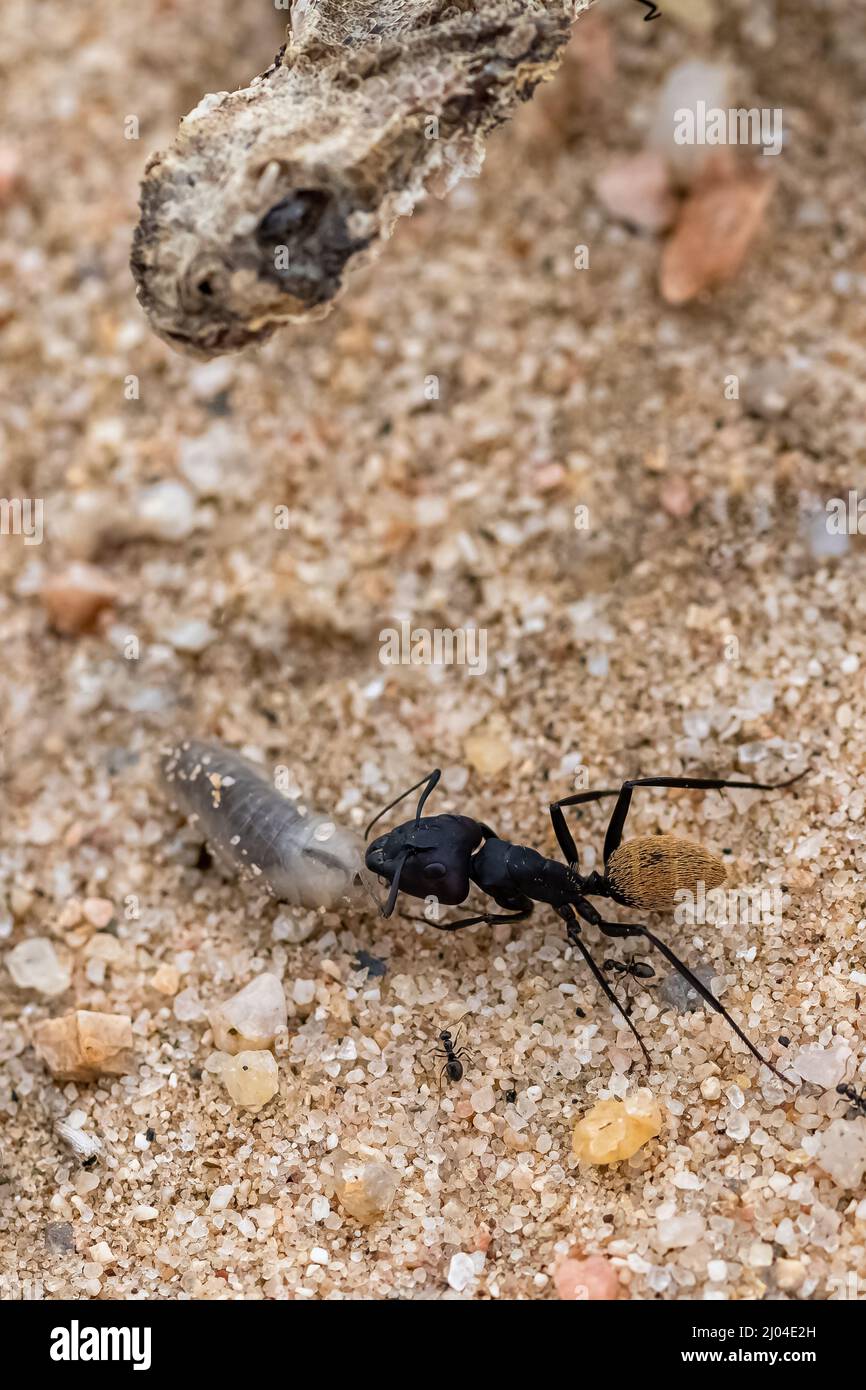 Namibia formica che mangia un verme, con la testa di un serpente morto, vipera cornata sahariana, in background, ciclo di vita Foto Stock