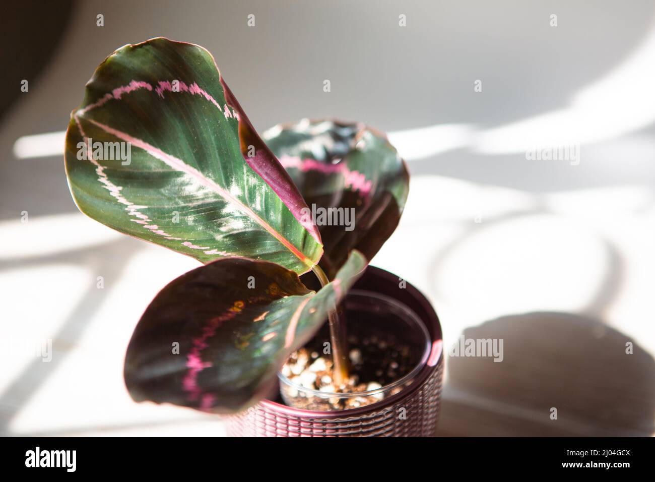 Calathea roseopicta Dottie, Rosy foglia rosa primo piano sul davanzale in luce solare brillante con ombre. Casa in vaso piante, verde arredamento casa, cura e. Foto Stock