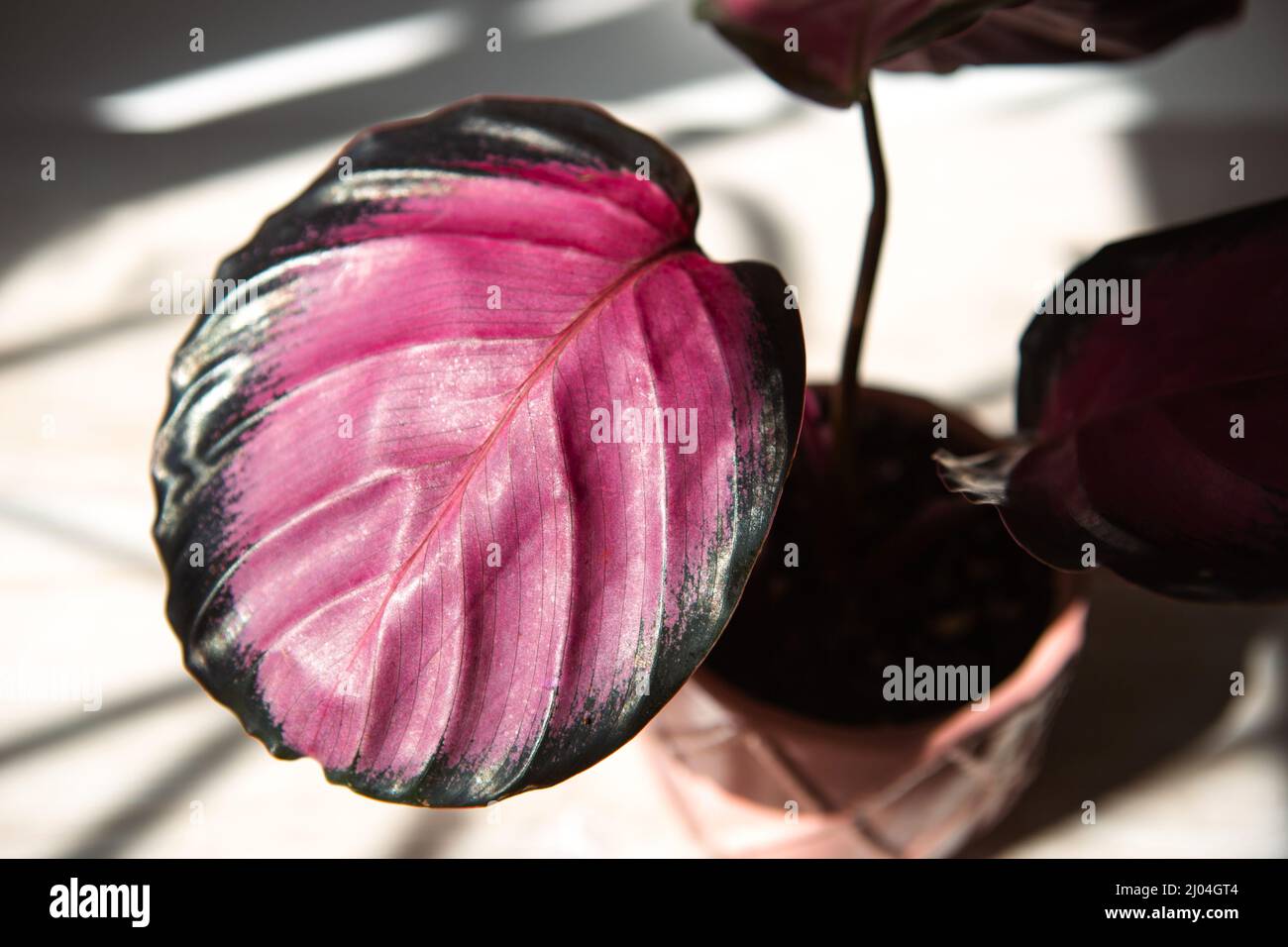 Calathea roseopicta Dottie, Rosy foglia rosa primo piano sul davanzale in luce solare brillante con ombre. Casa in vaso piante, verde arredamento casa, cura e. Foto Stock