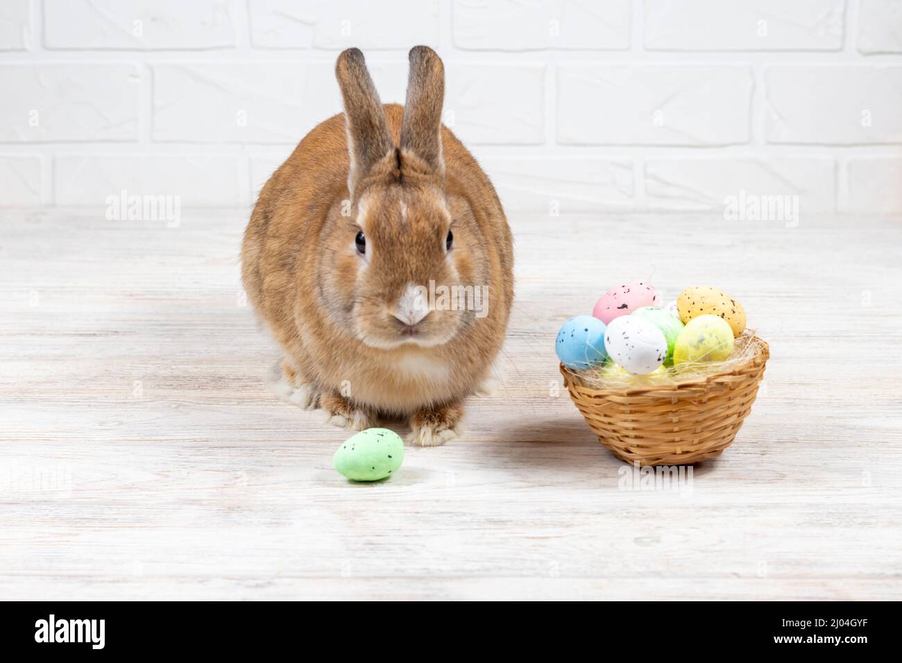 Coniglietto pasquale rosso con uova colorate in un nido su sfondo bianco. Concetto di vacanza. Luogo per un'iscrizione. Foto Stock