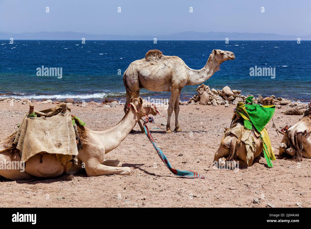 Cammelli caravan riposati vicino al Mar Rosso, Egitto Dahab Sinai Sud Foto Stock
