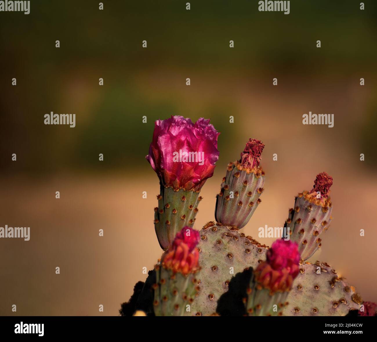 Hedgehog Cactus Blossoms in primavera Foto Stock