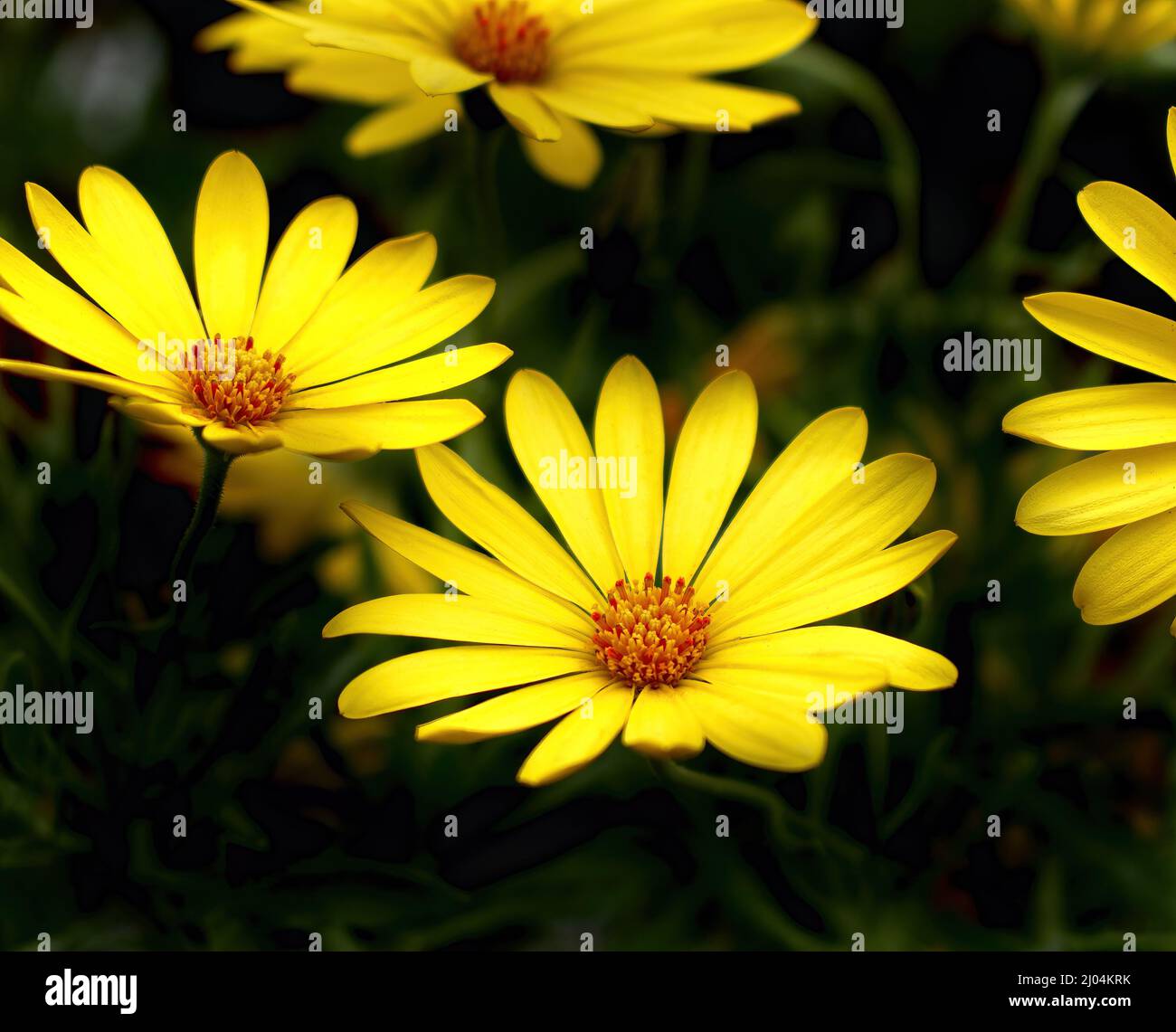 Margherite gialle in piena fioritura Foto Stock