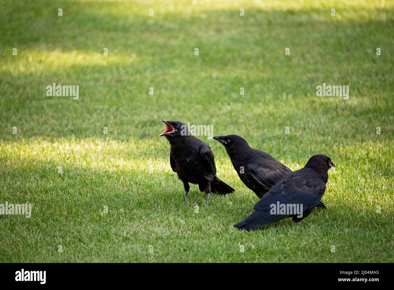 Tre corvi neri con un'ala seduta su erba verde Foto Stock