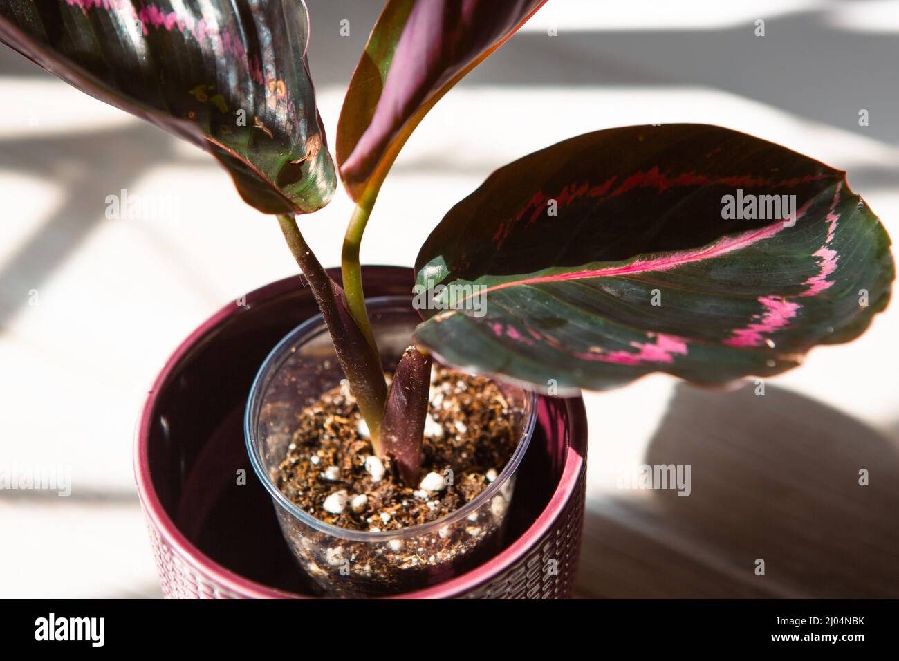 Calathea roseopicta Dottie, Rosy foglia rosa primo piano sul davanzale in luce solare brillante con ombre. Casa in vaso piante, verde arredamento casa, cura e. Foto Stock