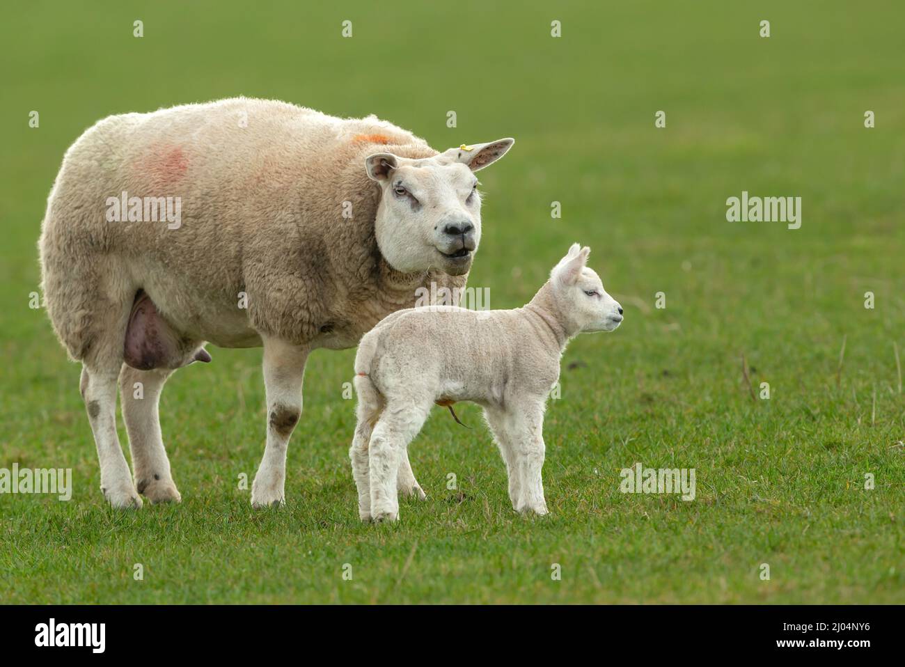 Primo piano di una pecora texel fine o pecora femminile con il suo agnello neonato in piedi in un prato verde in primavera precoce pulito, sfondo verde. North Yorksh Foto Stock