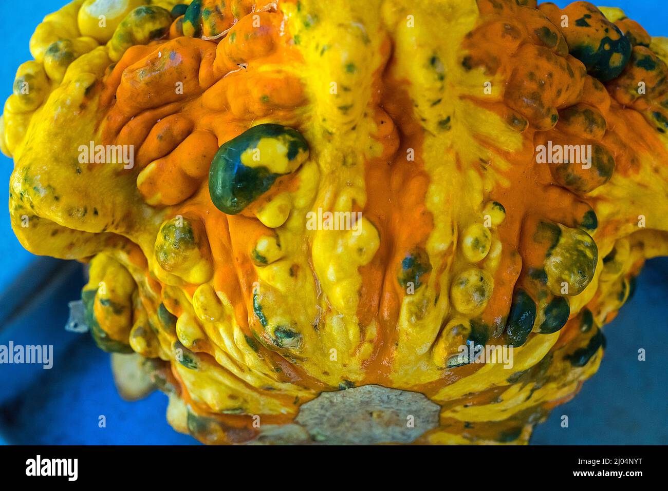 Le zucche ornamentali e decorative sono insolitamente e splendidamente formati membri della famiglia delle zucche, produced.During la stagione crescente autunno e autunno. Foto Stock