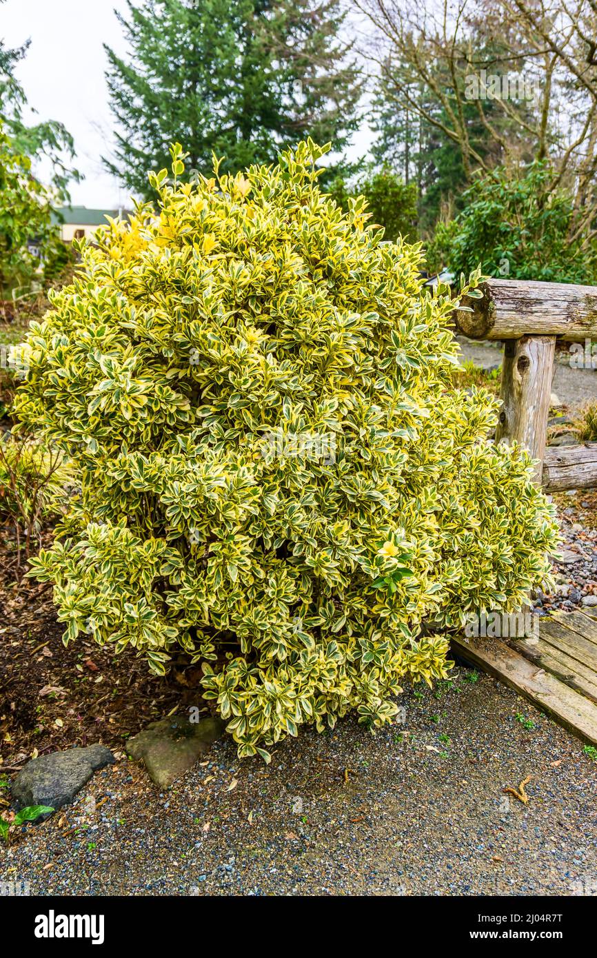 Un cespuglio spicca in un giardino a Seatac, Washington, all'inizio della primavera. Foto Stock