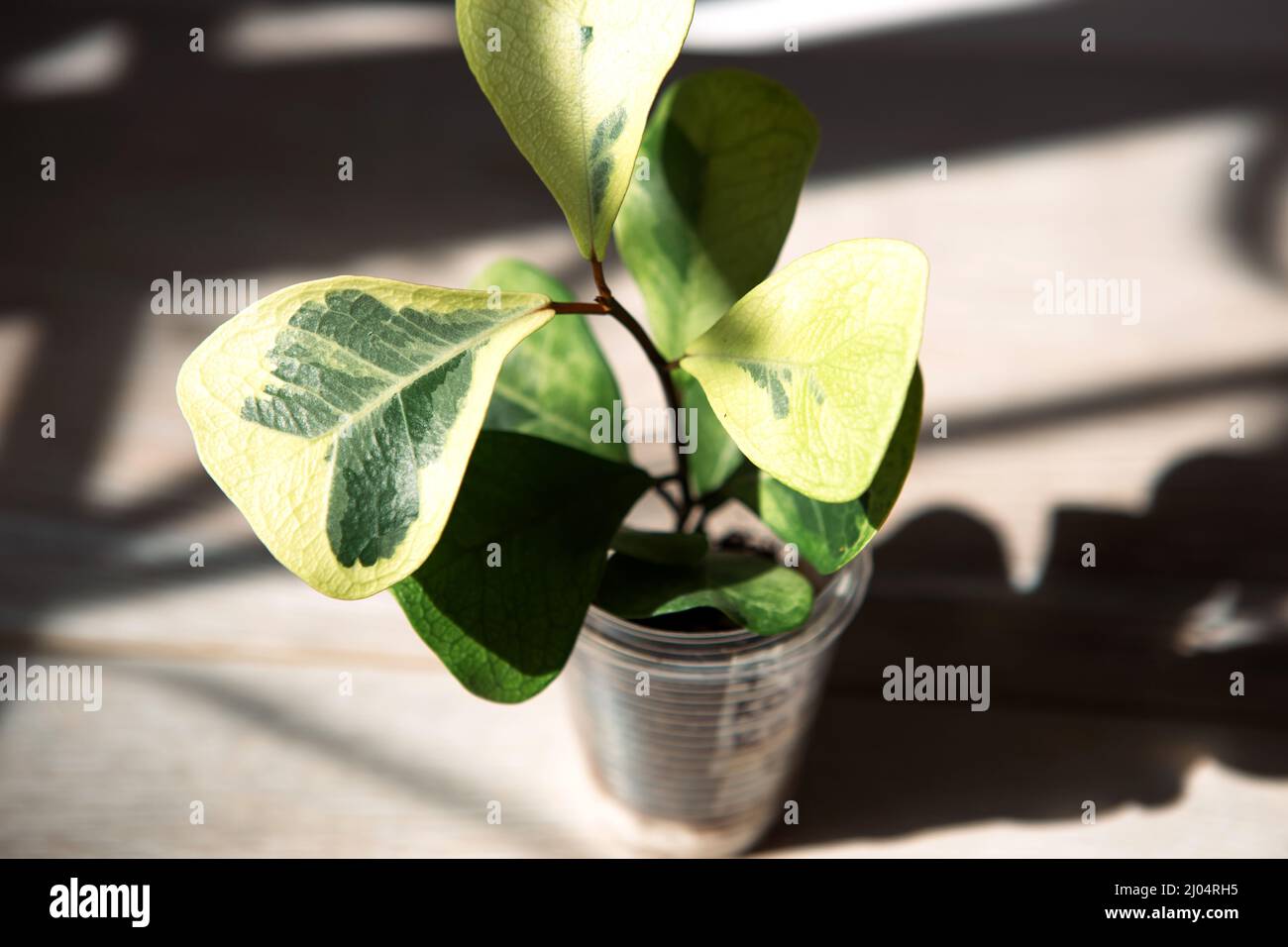 Ficus triangularis crema di cocco varietà in un bicchiere per trapianto primo piano foglia sul davanzale in luce solare brillante con ombre. Casa in vaso Foto Stock