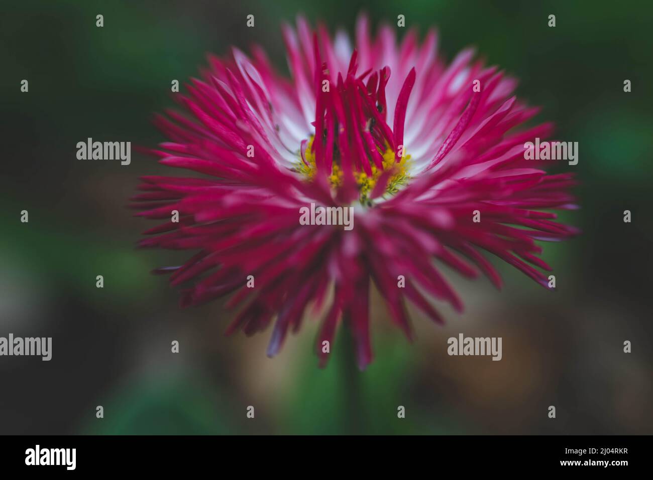 Rosa Dahila Fiore Texas centrale Foto Stock