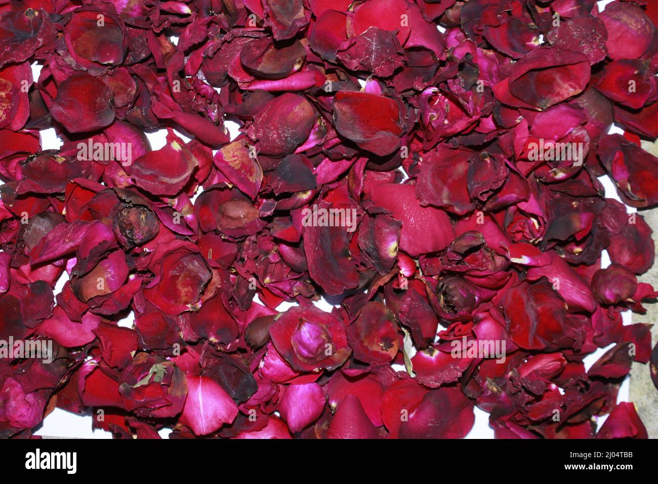 Rosso scuro rosa appassita petali fragranti da vicino, rosso scuro fiore di rosa essiccato su secco fragrante petali fondo morbido. Foto Stock