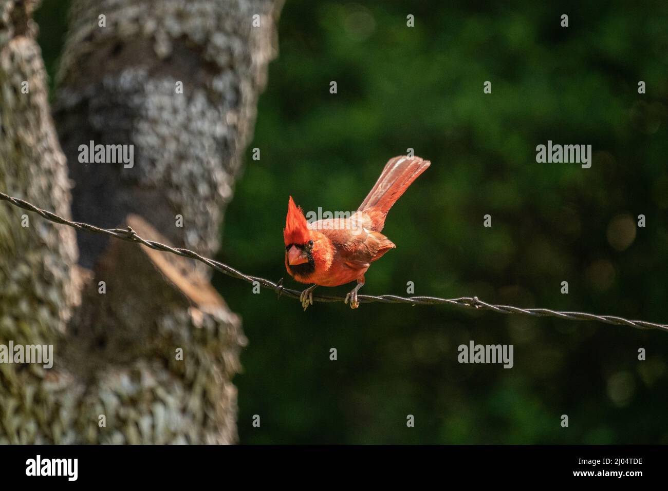Cardinale maschio su un filo Foto Stock