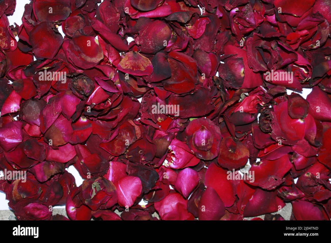 Rosso scuro rosa appassita petali fragranti da vicino, rosso scuro fiore di rosa essiccato su secco fragrante petali fondo morbido. Foto Stock
