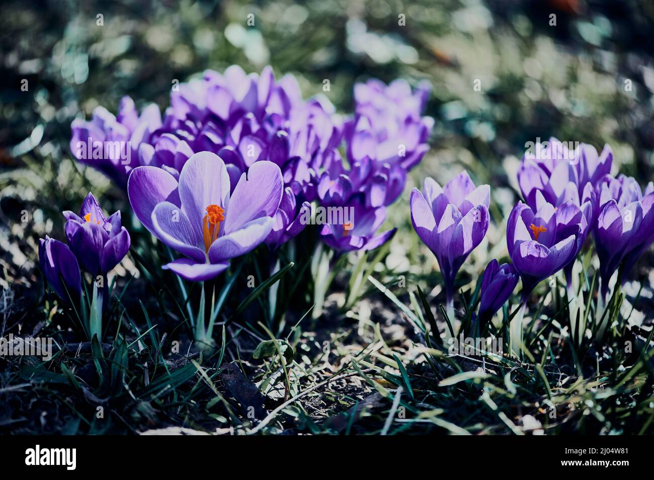 Crocus di primavera viola che fiorisce a marzo su un prato, stile freddo cinematografico Foto Stock