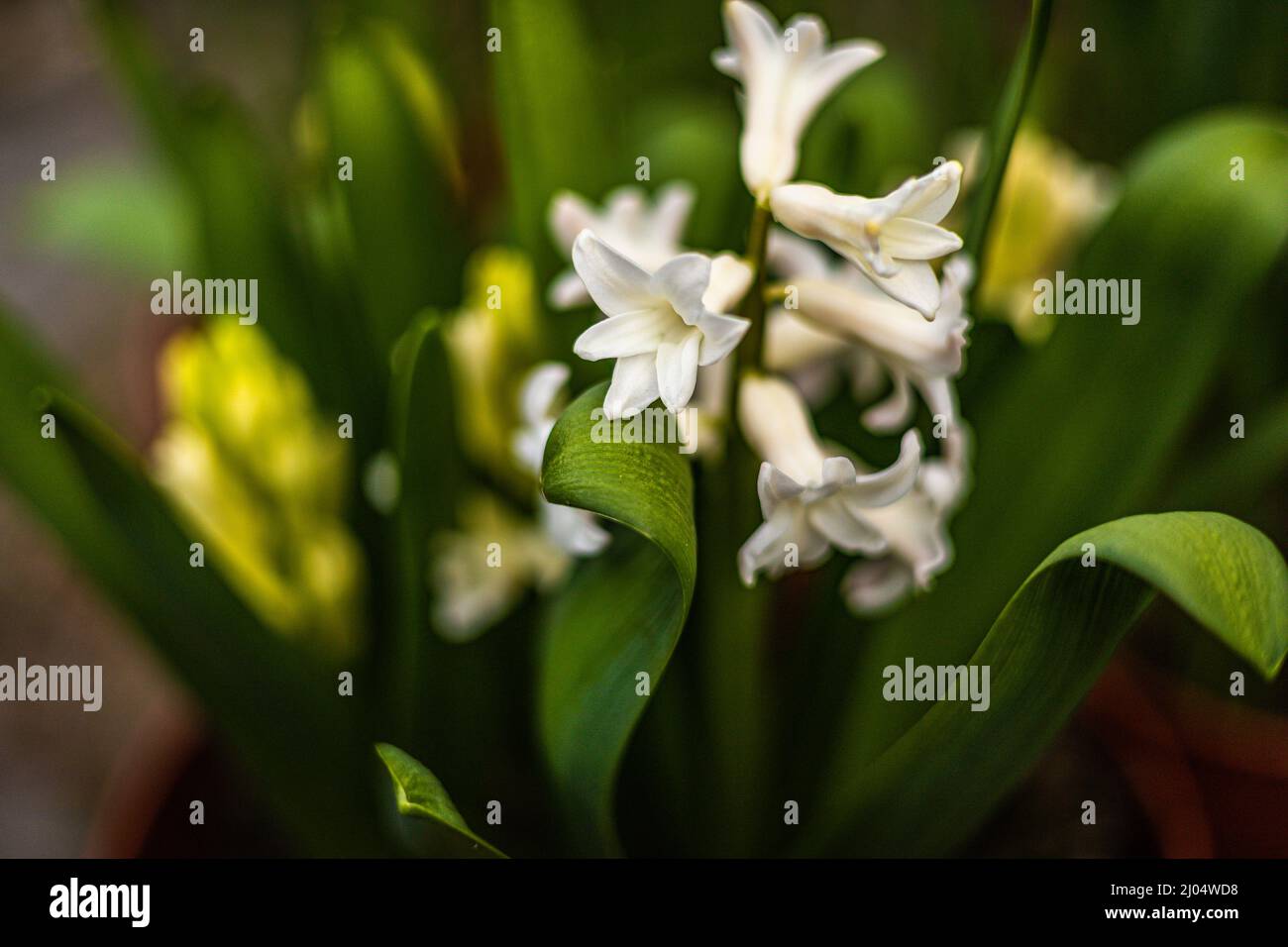 Iacinthus Aiolos profumato. Iacinto Aiolos fiori bianchi con reggetta verde schiumato in una pentola Foto Stock